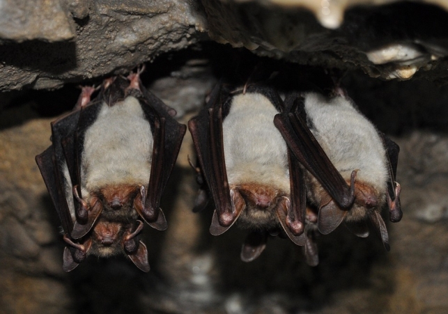migracje nietoperzy