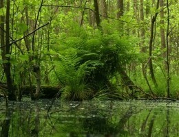 fern-1378818